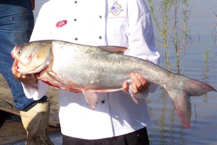 Silver carp shown in the book
