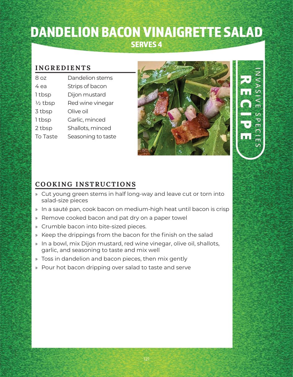 Original recipe page: DANDELION BACON VINAIGRETTE SALAD